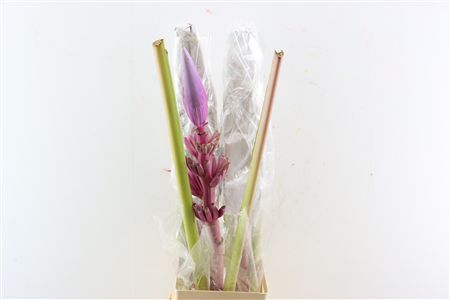 Musa Royal