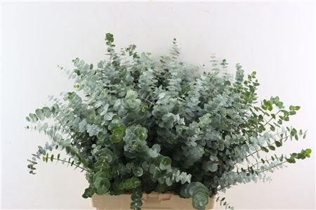 Euca Baby Blue 300gr S A P Bunch