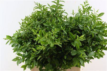 Ligustrum Vulgare 80cm P Bundle