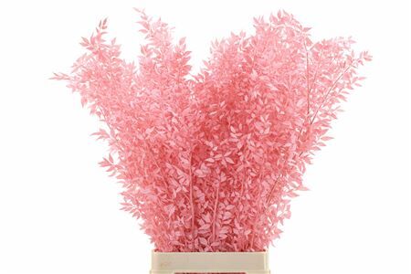 Pres Ruscus Lightpink P Stem