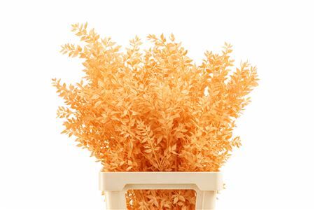 Pres Ruscus Salmon P Stem