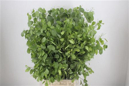 Lunaria Natural P Bunch