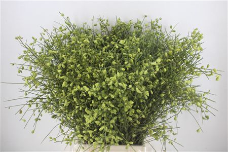 Ginster Berry Green P Bunch