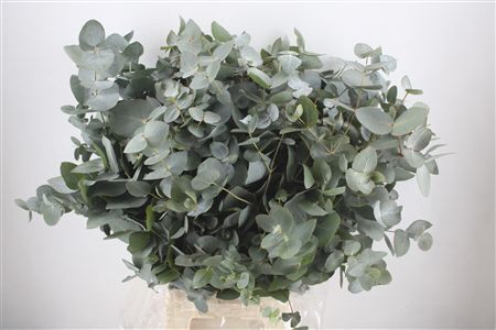 Euca Cinerea 300gr P Bunch
