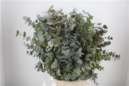 Euca Cinerea 300gr P Bunch