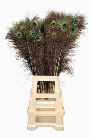 Feather Peacock Natural 80-90cm