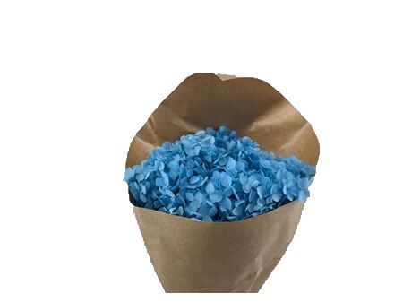 Pres Hydrangea Light Blue Bunch
