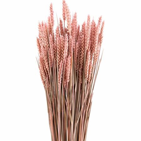 Dried Triticum X5 Frosted Pink Bunch