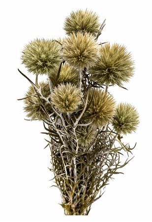 Pres Echinops 10pc Natural Bunch