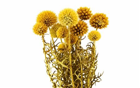 Pres Echinops 10pc Yellow Bunch