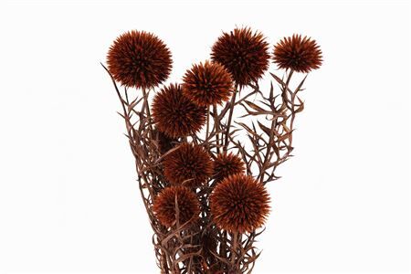 Pres Echinops 10pc Brown Bunch