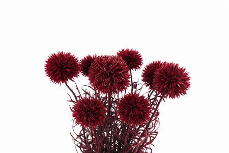 Pres Echinops 10pc Bordeaux Bunch