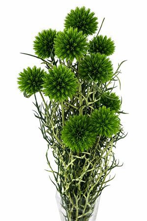 Pres Echinops 10pc Dark Green Bunch