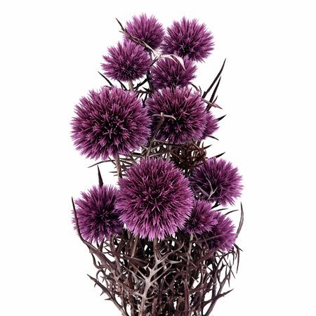 Pres Echinops 10pc Milka Bunch