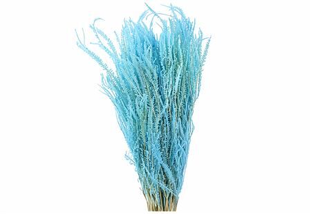 Pres Helecho Light Blue Bunch