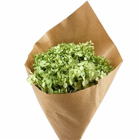 Pres Hydrangea Soft Green Bunch