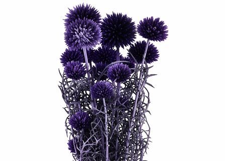 Pres Echinops 10pc Dark Purple Bunch