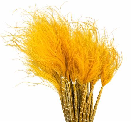Dried Stypha Penata Yellow(10 Toef) Bunch