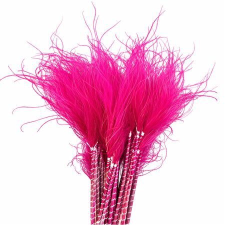 Dried Stypha Penata Cerise(10 Toef) Bunch
