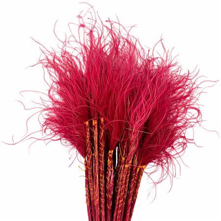 Dried Stypha Penata Red(10 Toef) Bunch