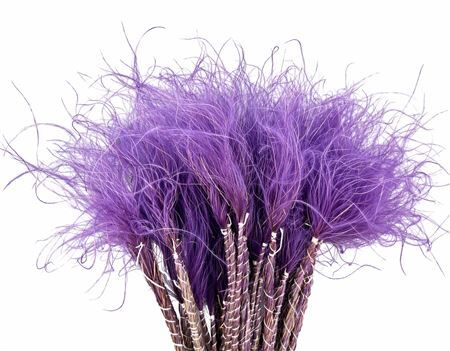 Dried Stypha Penata Lavender(10 Toef) Bunch