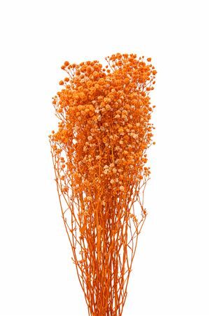 Pres Gyps Orange Bunch Slv