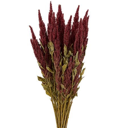 Dried Amaranthus Red Bunch