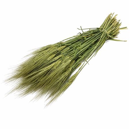 Dried Hordeum Natural ( Gerst ) Bunch
