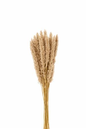Dried Fluffy Pampas Naturel Bunch