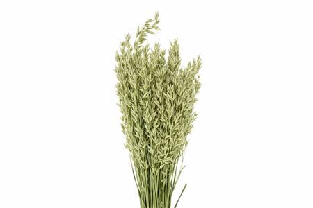 Dried Avena (haver) Natural Bunch
