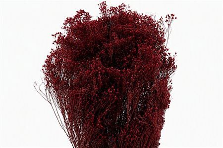 Dried Brooms Bordeaux Bunch