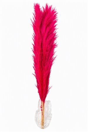 Dried Cortederia Lao Grass Pink P Tak