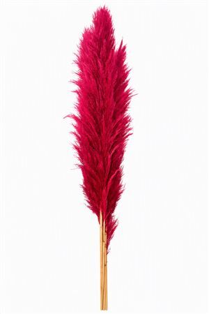 Dried Cortederia Lao Grass Cerise P Tak