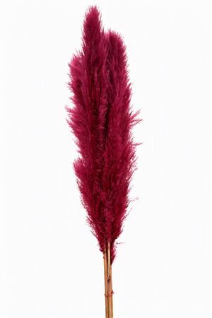 Dried Cortederia Lao Grass Bordeaux P Tak