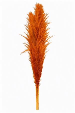 Dried Cortederia Lao Grass Orange P Tak