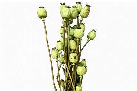 Dried Papaver X5 Frosted Mint Green Bunch