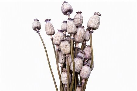 Dried Papaver X5 Frosted Milka Bunch