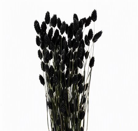Dried Phalaris X5 Black Bunch