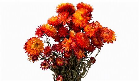 Dried Helichrysum Orange P Bunch