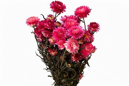 Dried Helichrysum Pink Bunch