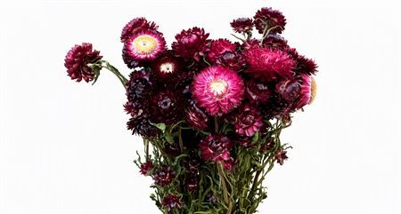 Dried Helichrysum Violet P Bunch