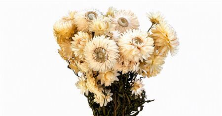 Dried Helichrysum White P Bunch