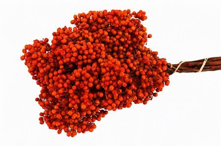Schinus M Pt Tangerine Bunch