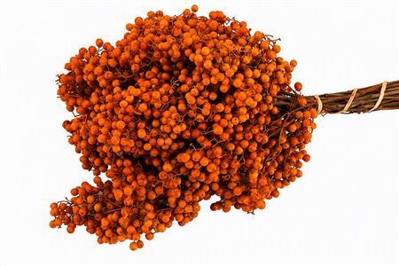 Schinus M Pt Orange Bunch