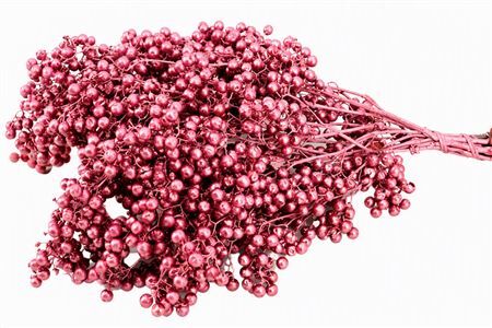 Schinus M Pt Perfect Pink Bunch