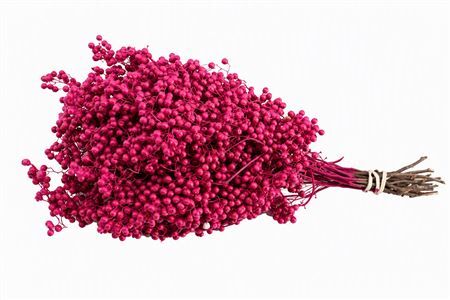 Schinus M Pt Fuchsia Bunch