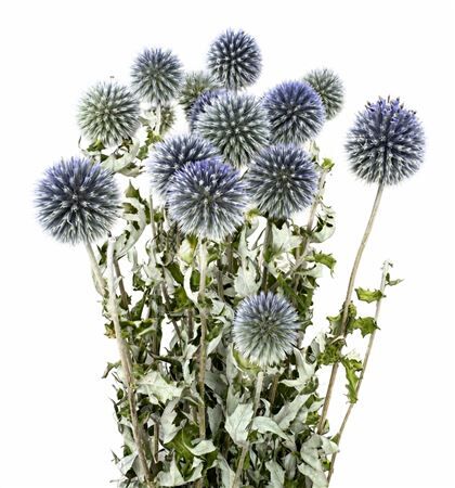 Dried Echinops Blue P Bunch