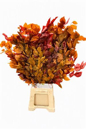 Pres Beuk Autumn P Bunch