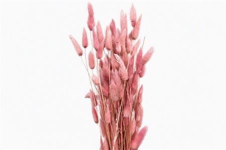 Dried Lagurus Light Pink Bunch