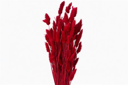 Dried Lagurus Red Bunch